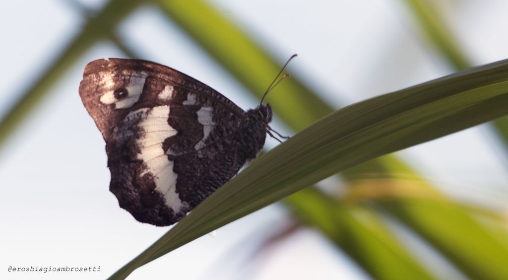 Brintesia circe e Melanargia galathea